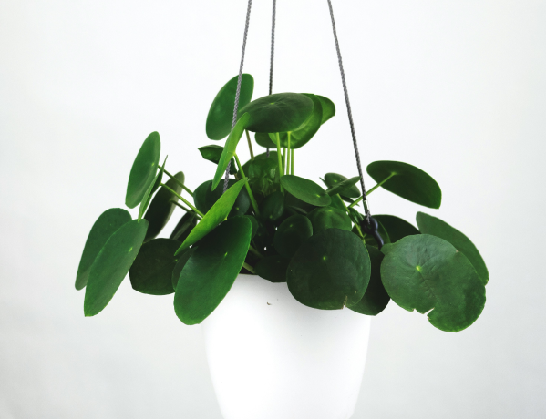 plant2
